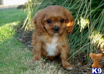Puppies in PA